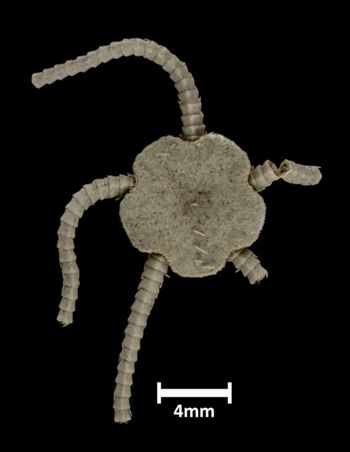 Media type: image;   Invertebrate Zoology OPH-3498 Description: Top down view of single ophiuroid specimen with a scale bar.;  Aspect: dorsal
